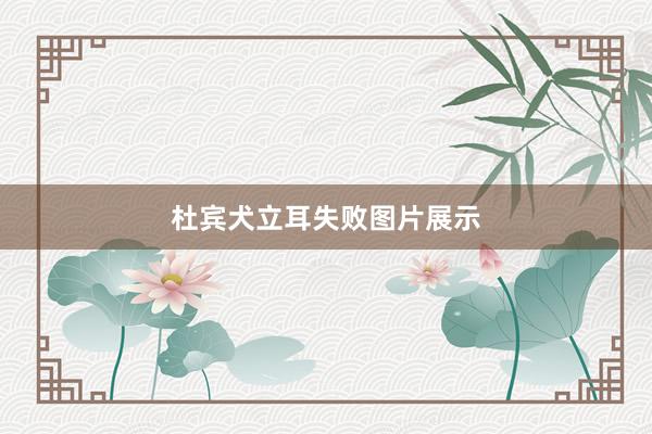 杜宾犬立耳失败图片展示